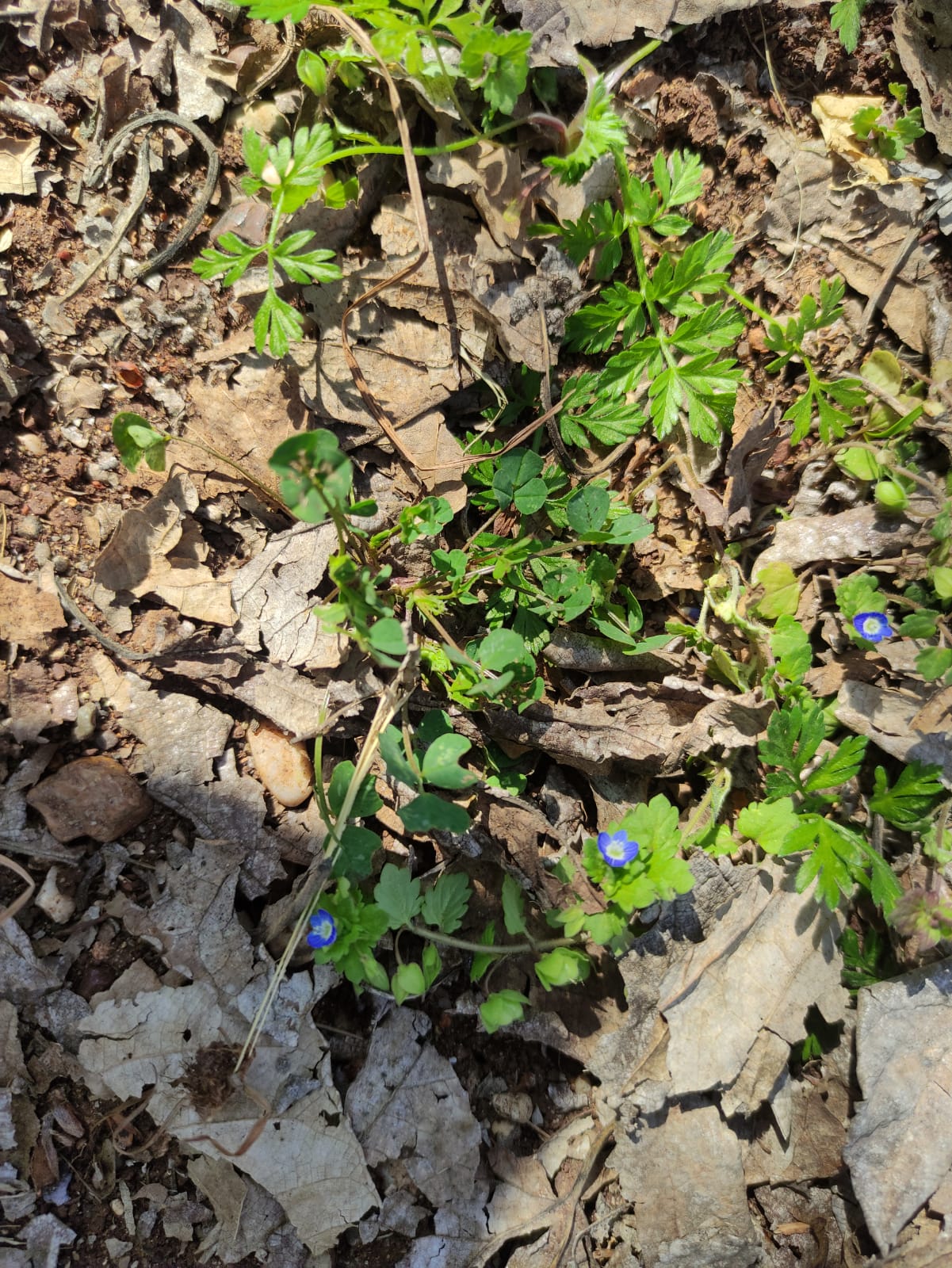Düşmanımın düşmanı…
