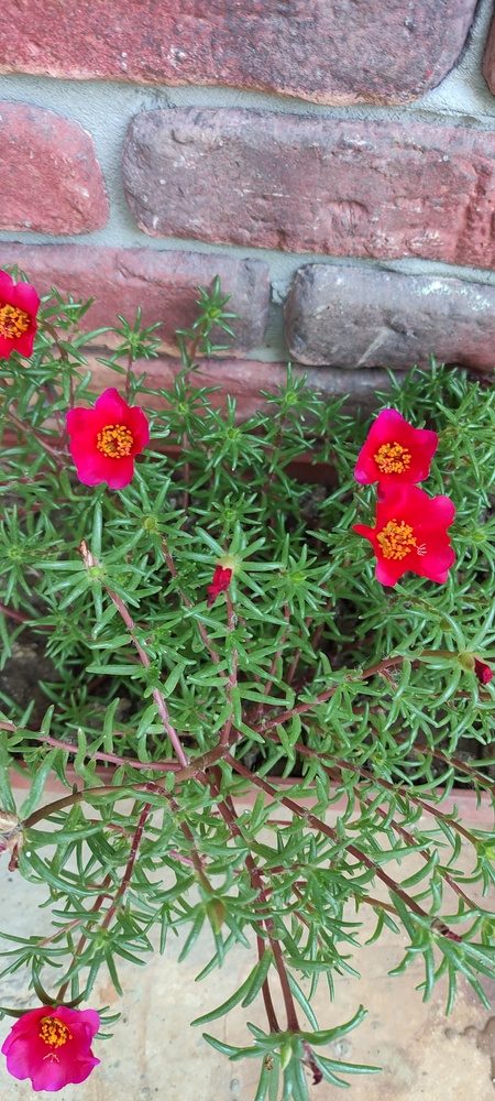 Gösteriyorsa görmüyordur!