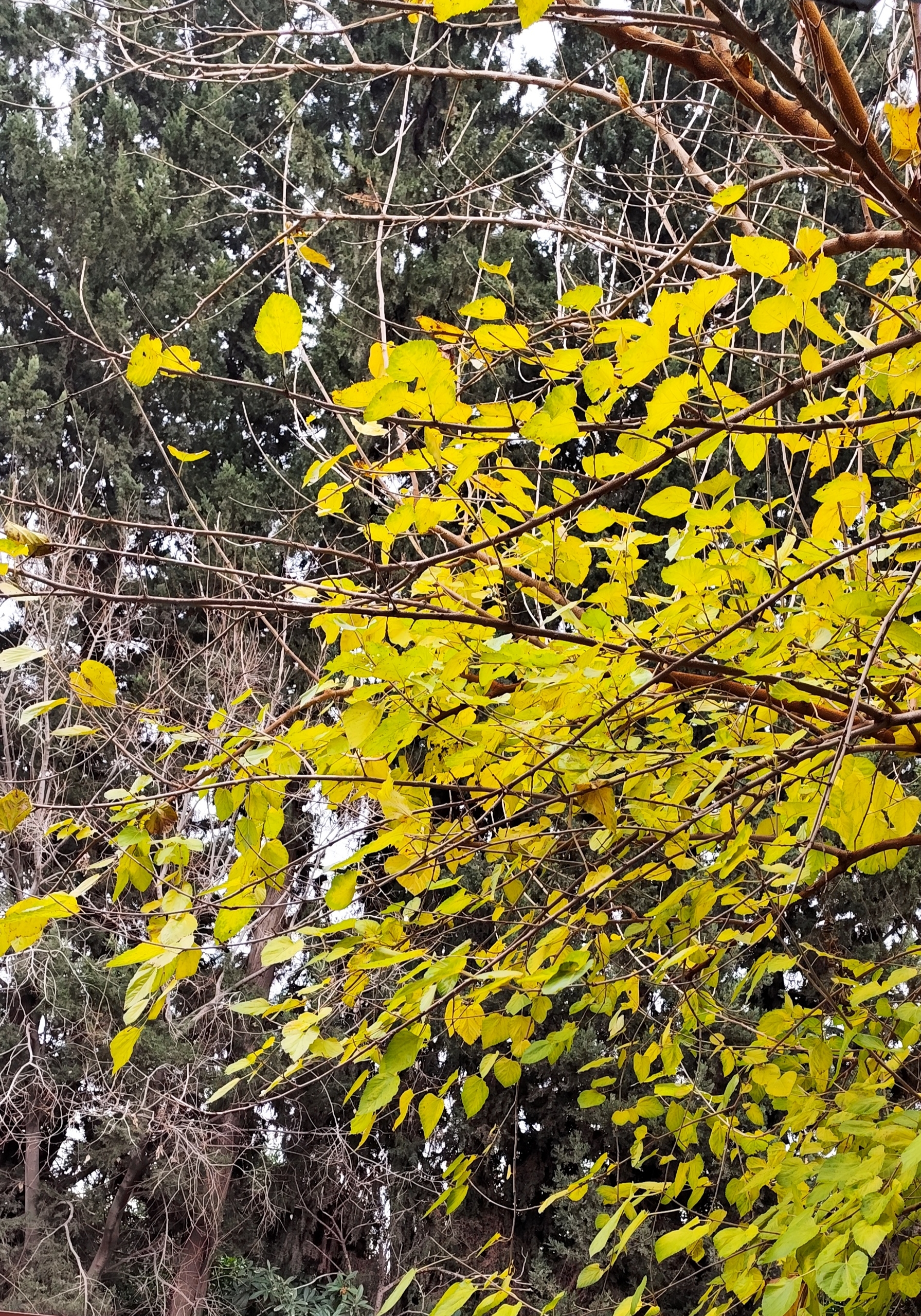 Kendine şefkatli olmak